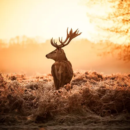 Romantic Veluwe With Private Hot Tub And Fully Fenced Garden * فورتهاوزن