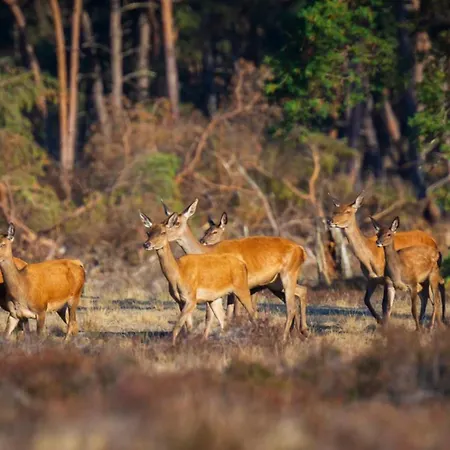 Romantic Veluwe With Private Hot Tub And Fully Fenced Garden Voorthuizen