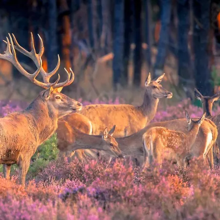 Romantic Veluwe With Private Hot Tub And Fully Fenced Garden Voorthuizen
