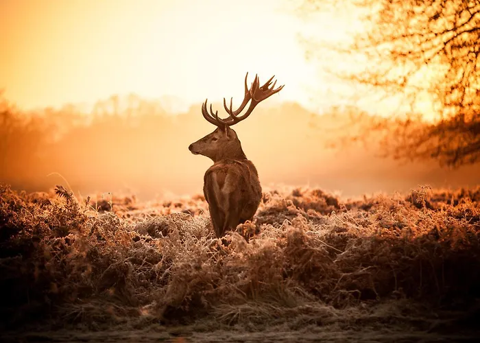 Luxe Veluwe Private Hottub - Romantic Getaway - Veluwe * 福尔特赫伊曾